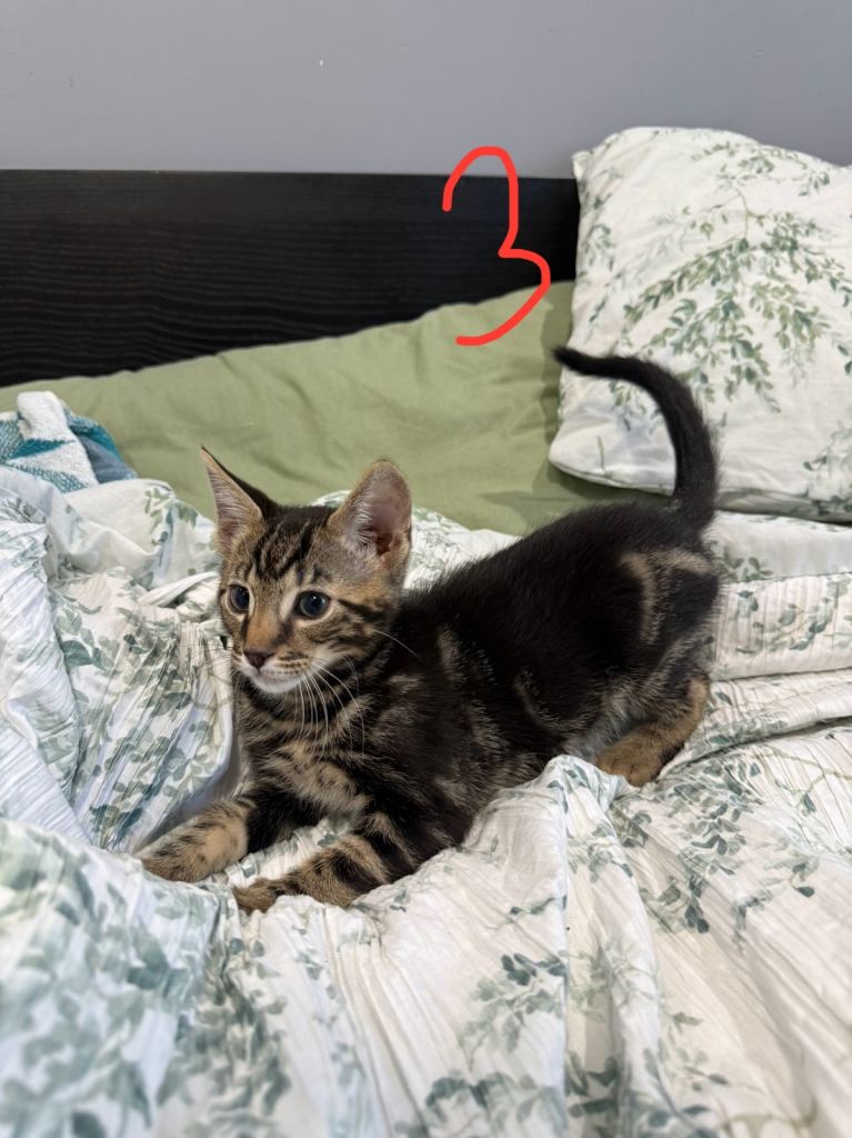 Mix Bengal kittens 