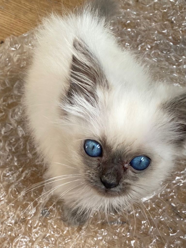 Birman Blue Point kitten indoor cat only
