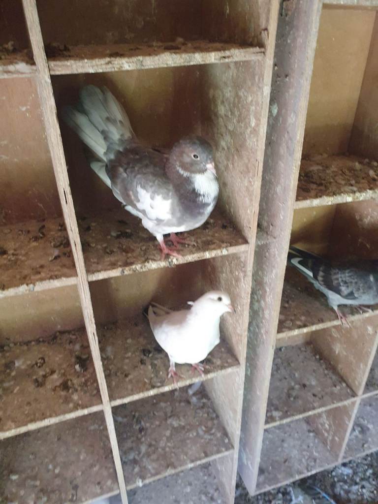 Mixed pigeons