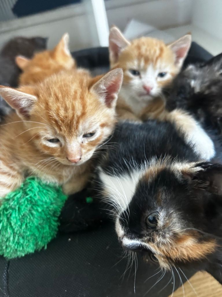 Adorable Kittens Looking for Forever Homes