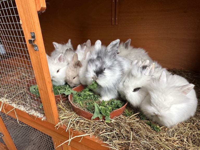 Lionhead Bunnies 
