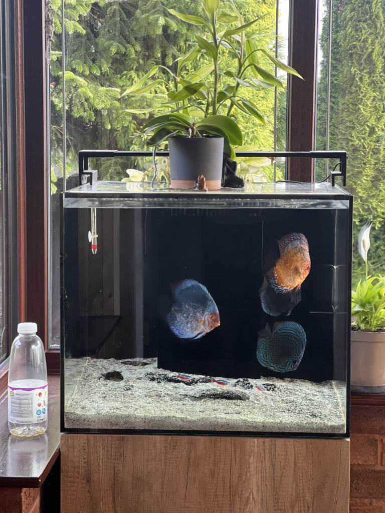 4 Discus Fish for Sale – £180 for All Four