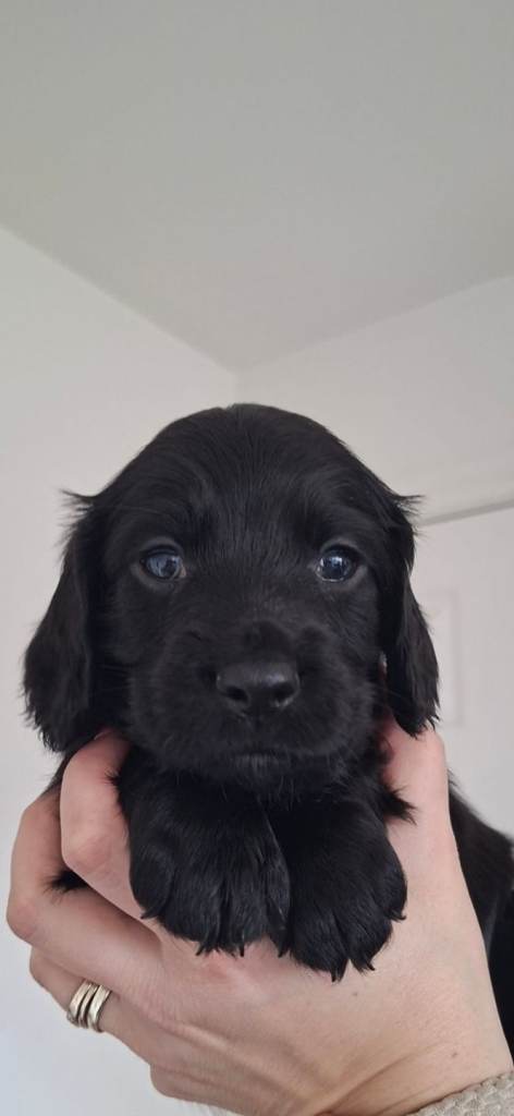 cocker spaniel puppies 