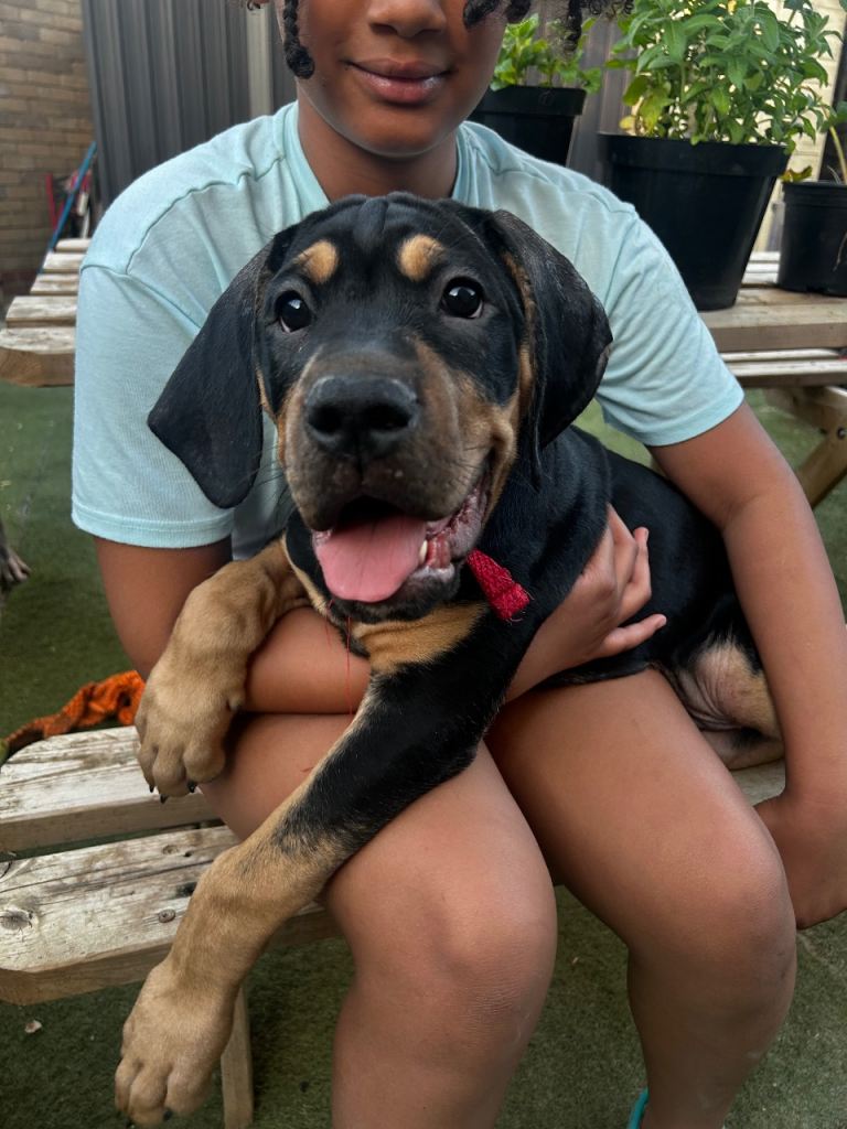 Ready Now - Stunning Cane Corso Cross Puppies ONLY 2 BOY LEFT
