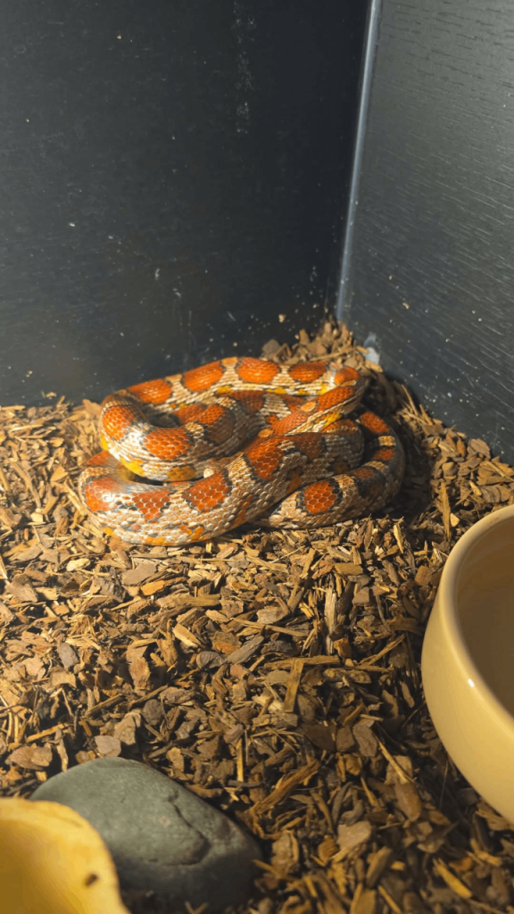 Corn Snake and setup.