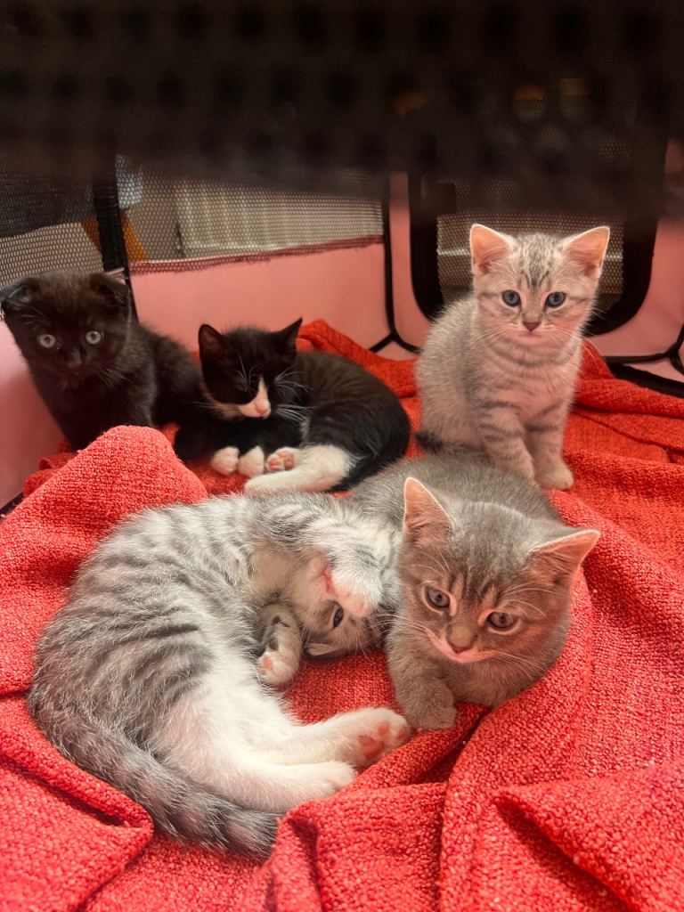 British and scotish short hair kittens