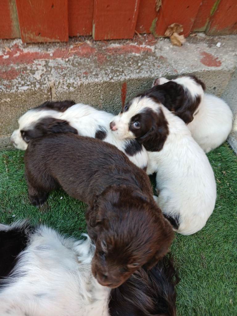 Cocker spaniel puppies 