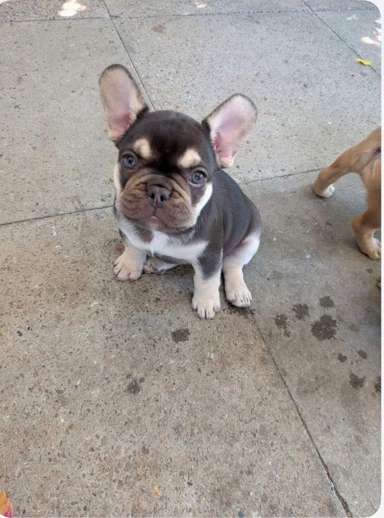 French Bulldog puppies 