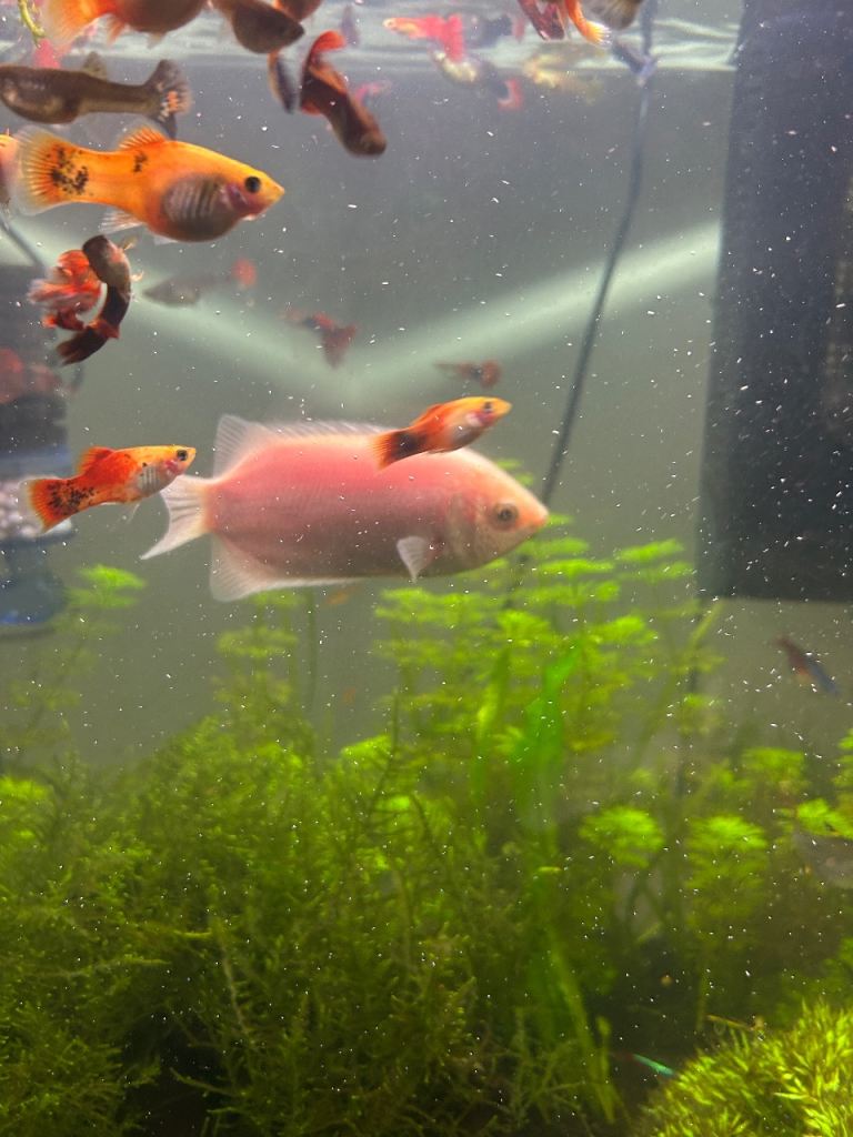For Sale – Pink Kissing Gourami (Helostoma temminckii)