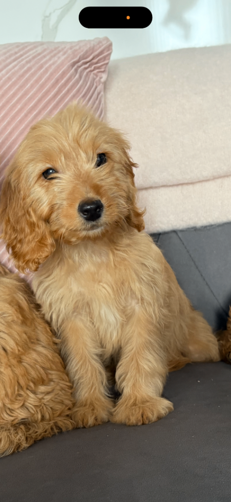 Cockapoo 