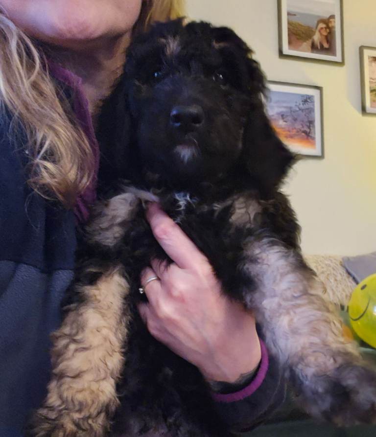 Exceptional Quality Bernedoodle girl