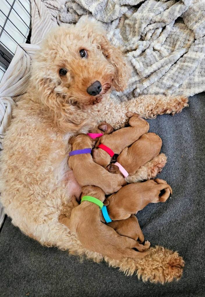 F1b Cockapoo puppies