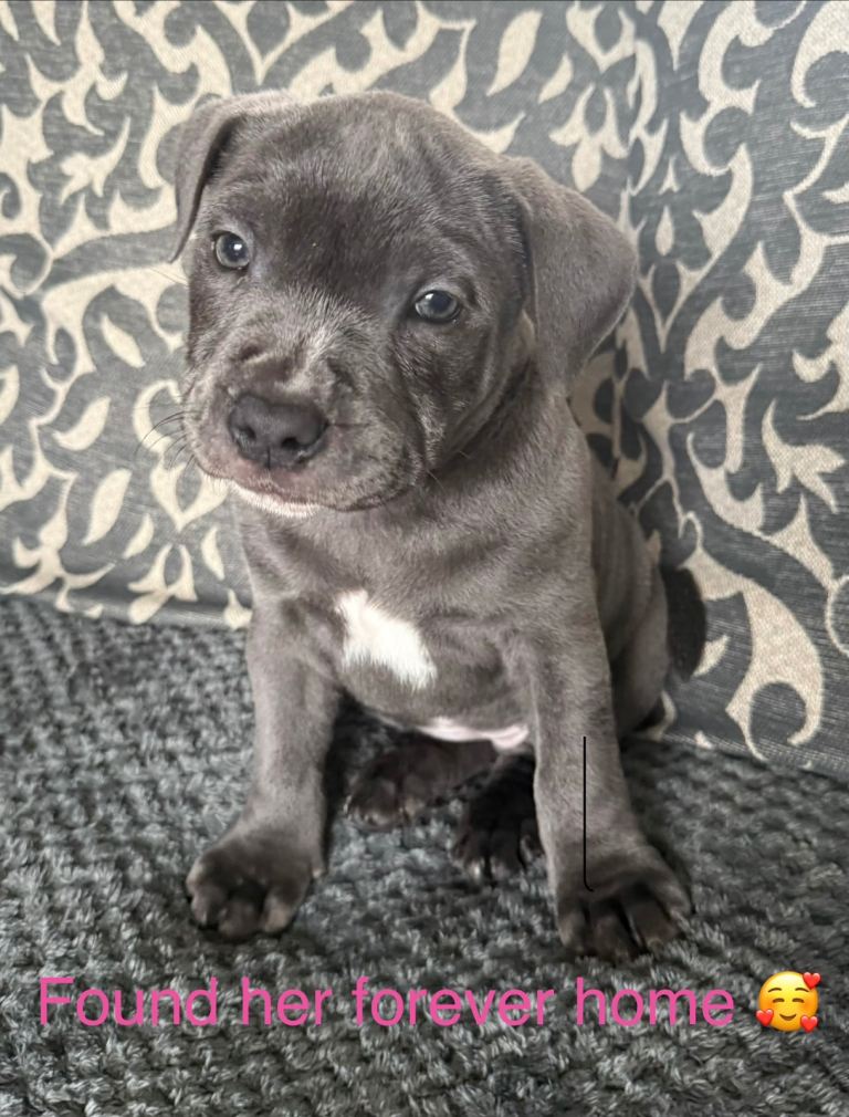 Kc Staffordshire bull terrier pup