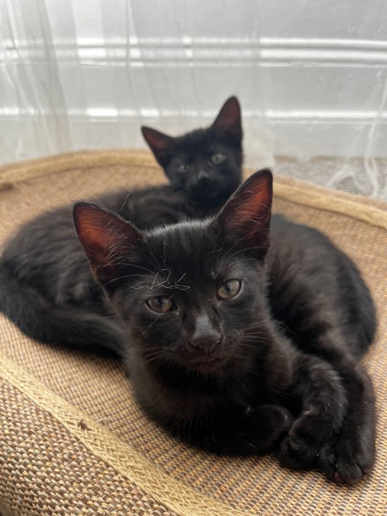 Kittens for sale 