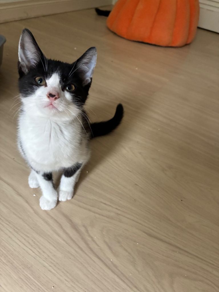 Four 12 week old kittens for sale