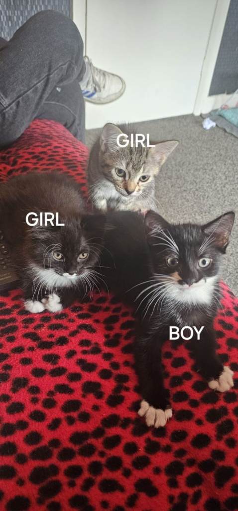 Beautiful kittens