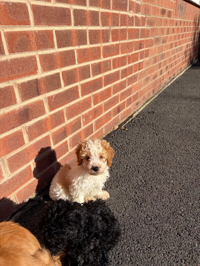 F1 cockapoo puppy 
