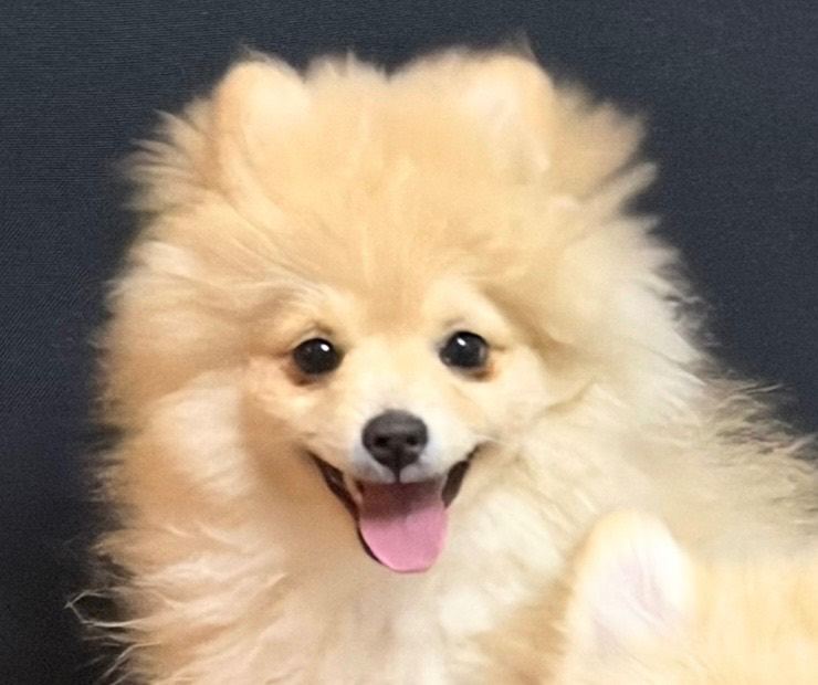 Pomeranian Puppy
