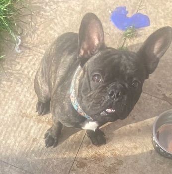 2 year old male frenchie 