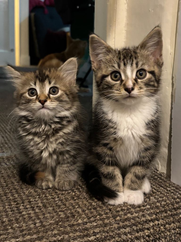 Adorable Kittens for sale (4 left)