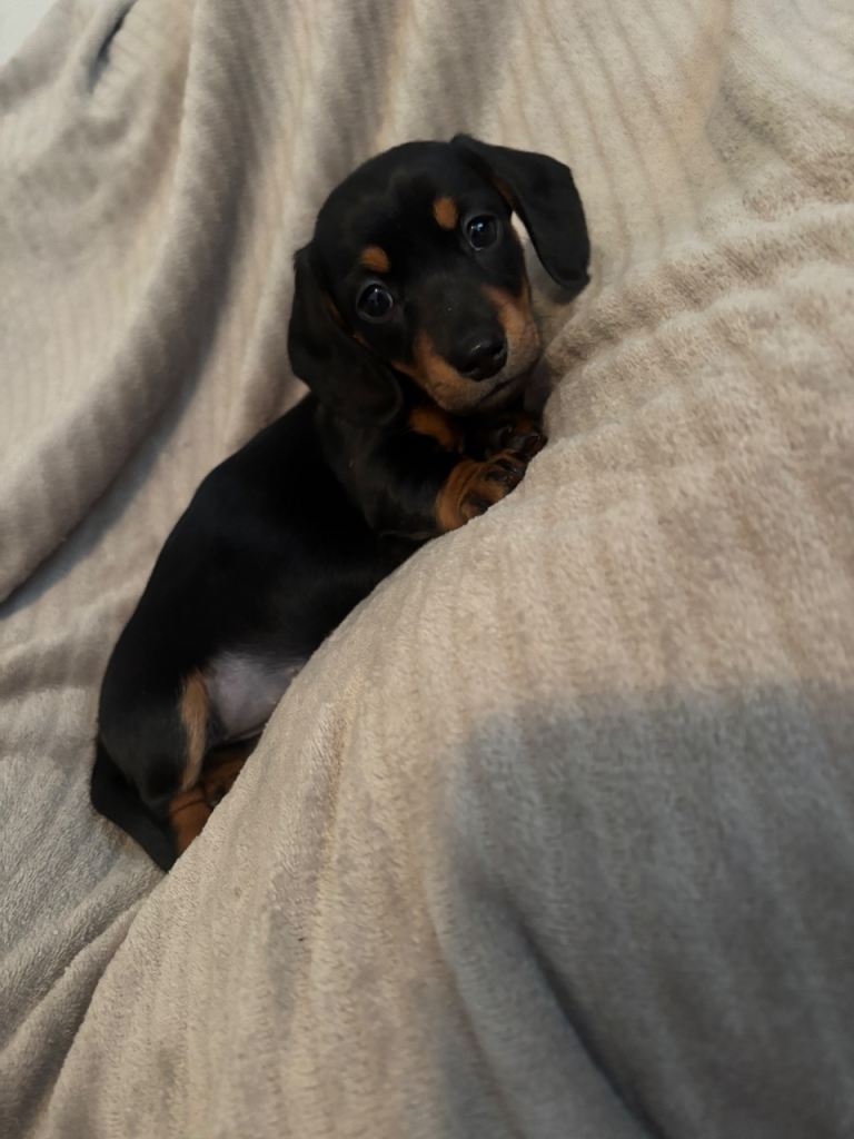 Miniature dachshunds 