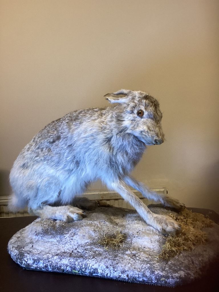 Taxidermy white hare