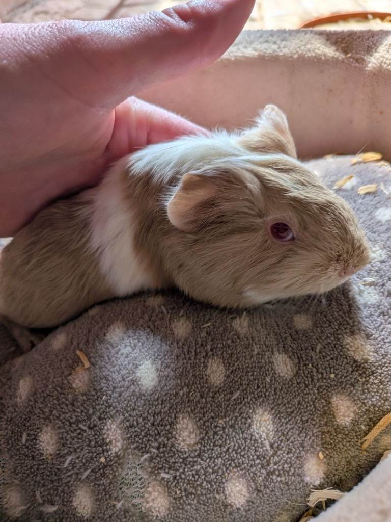 Baby boy guinea pigs