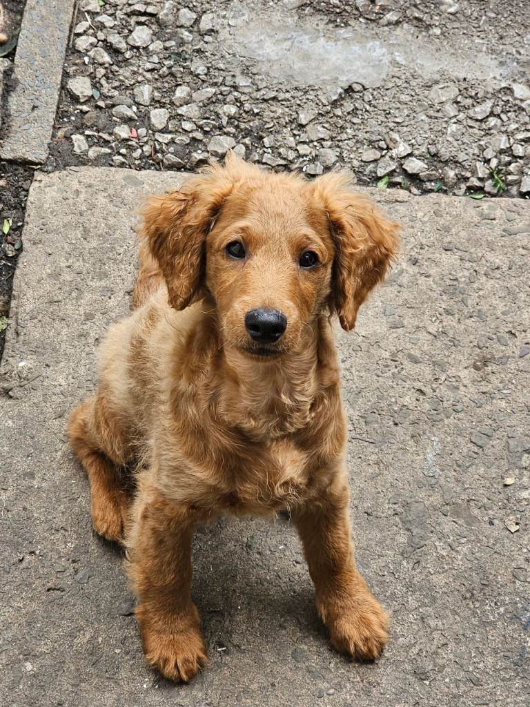 Beautiful Apricot Cavapoo Puppies – Boy & Girl Looking for Loving Homes 🐶