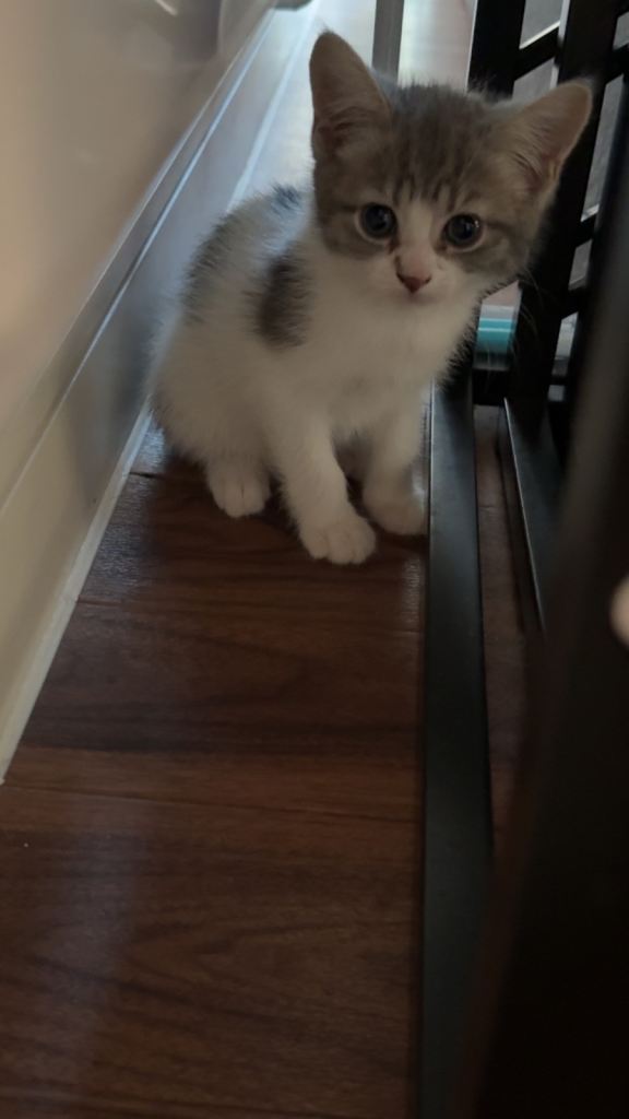 Mixed kittens 