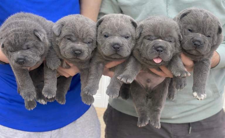 Shar pei x French Bulldog cross bullpei puppies 