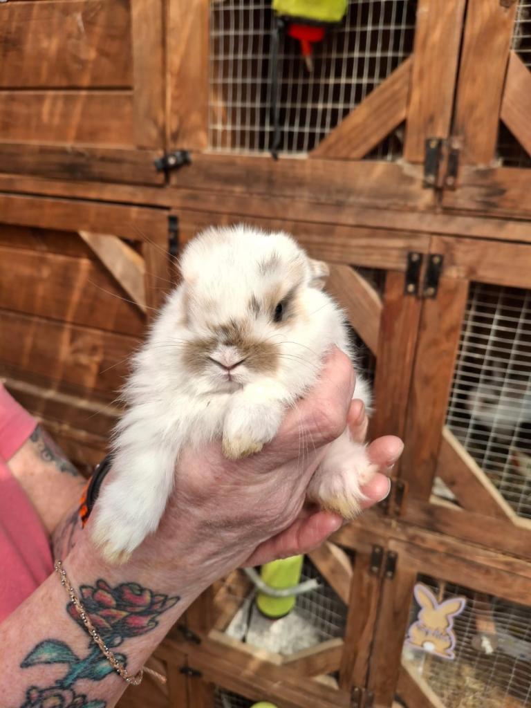 Mini lop bunnies 