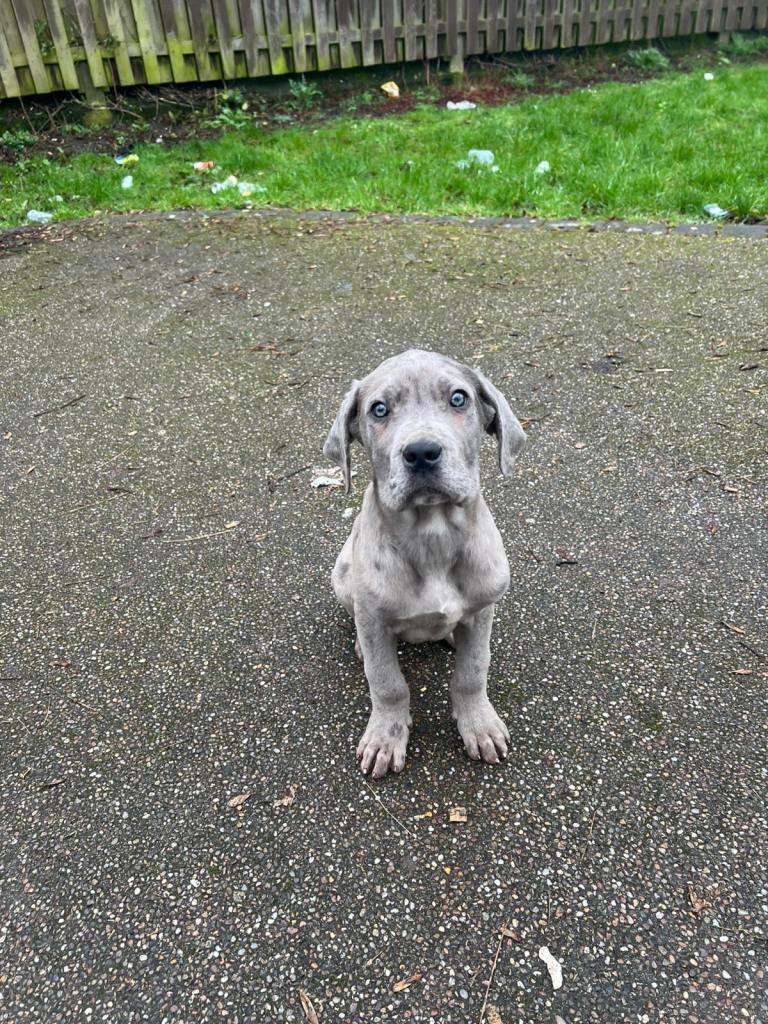 CANE CORSO £799 - 5* Homes Required 