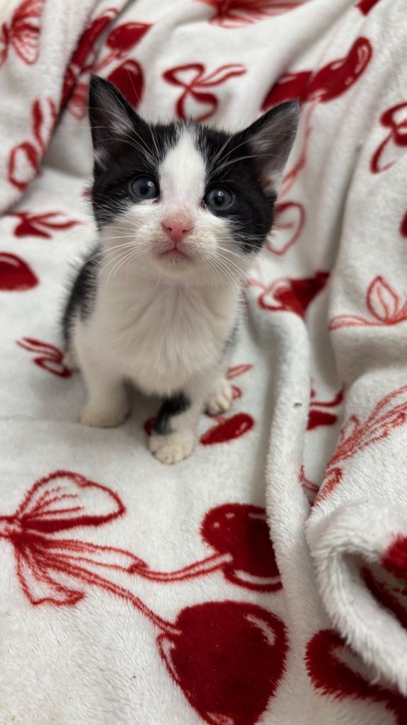 Parent Cat and Kittens for sale