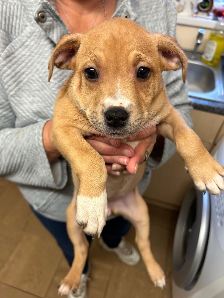 Staffordshire cross puppies 