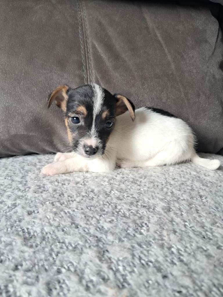 Jack russell puppies 