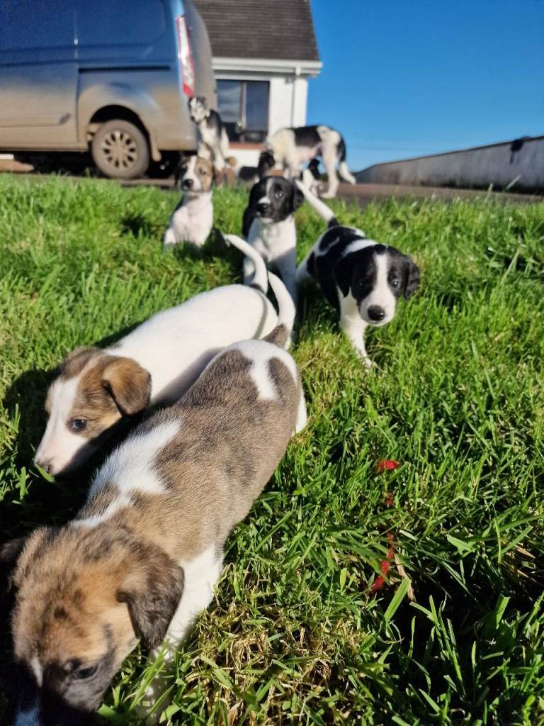 Whippet x Bedlington puppies