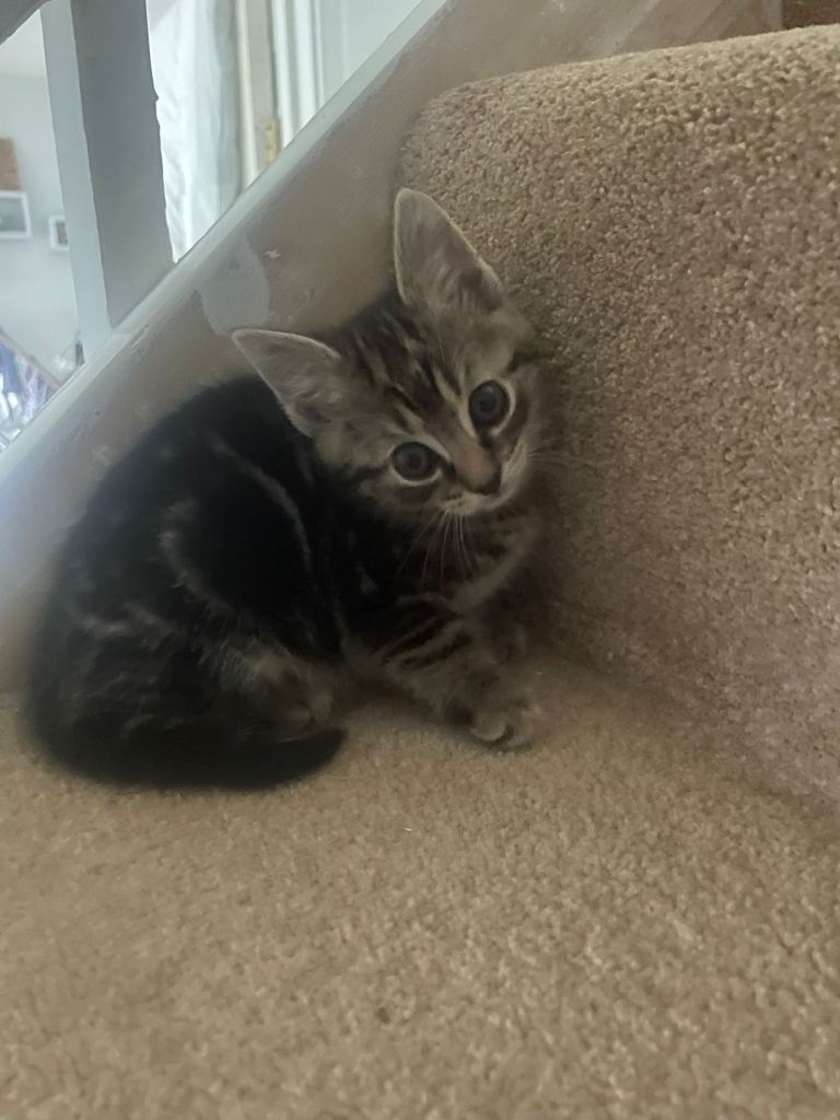 Beautiful female kitten ready to go 