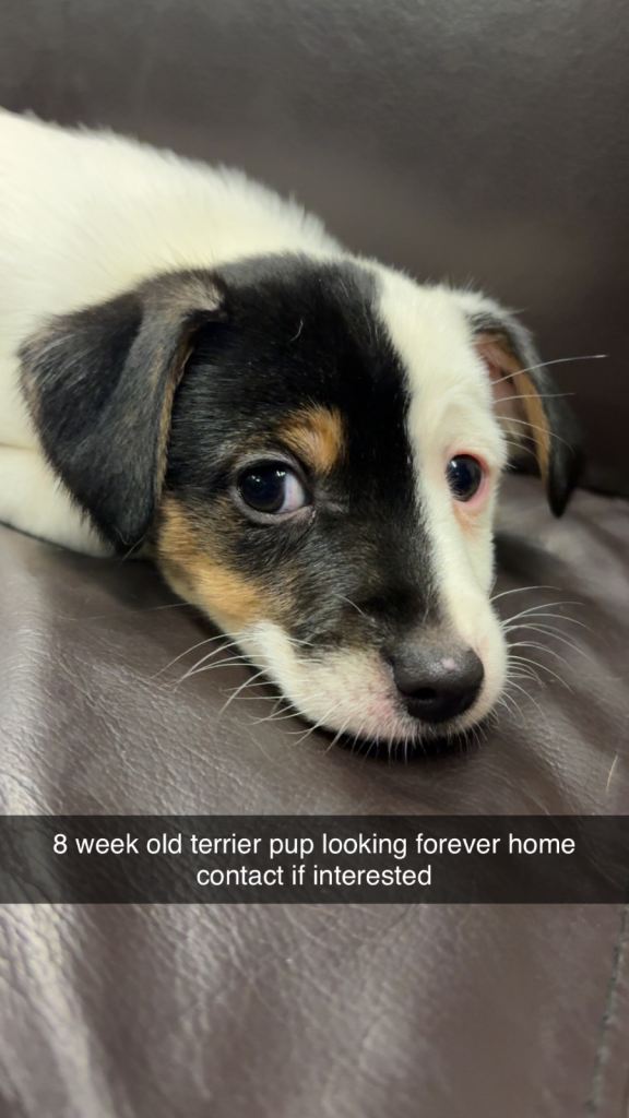 8 week old mix terrier male pup