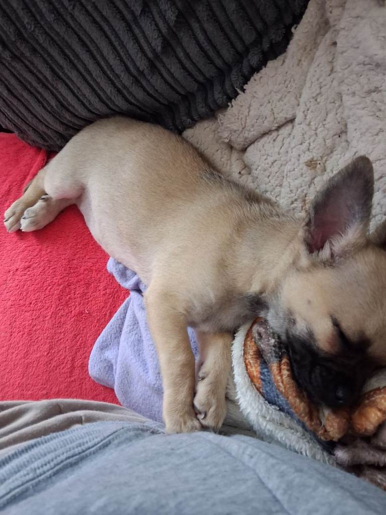 Adorable Chihuahua puppy