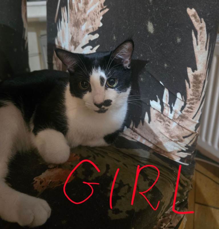 ♥️🐈 3 KITTENS LOOKING FOR LOVING HOMES 🏡 😍 🐈