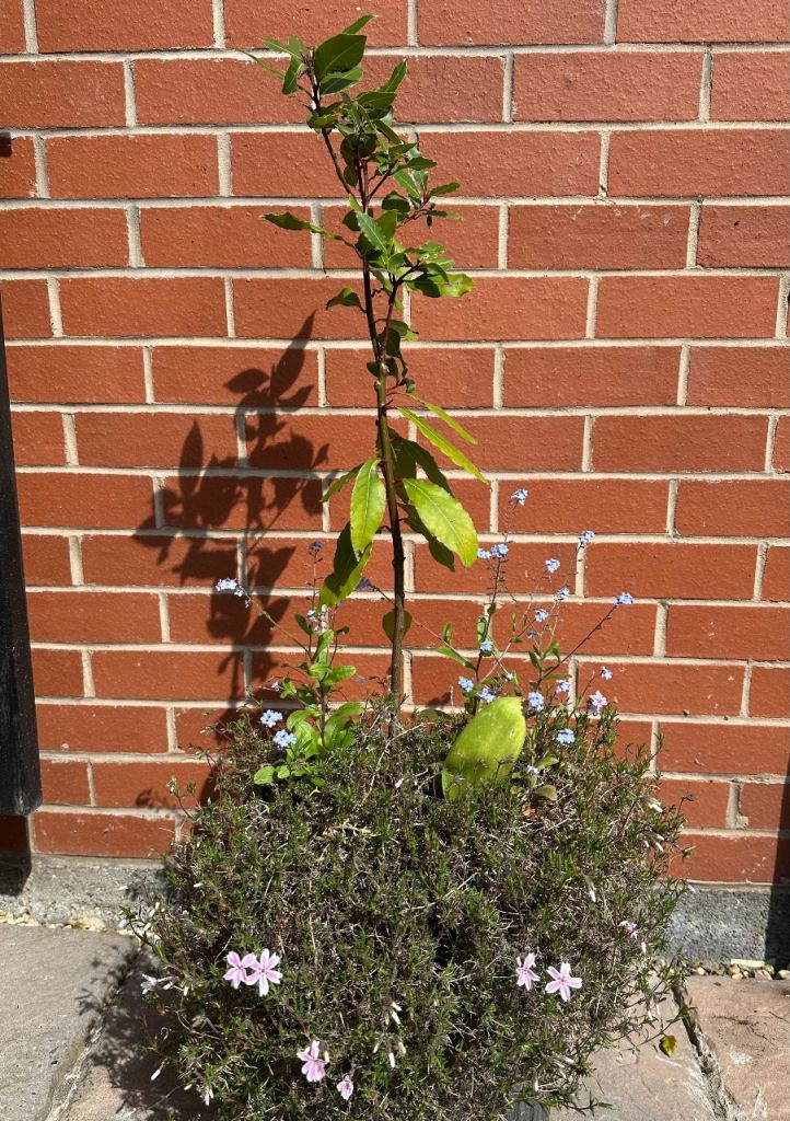 Bay tree sapling and phlox (collection off M1 junction 35)