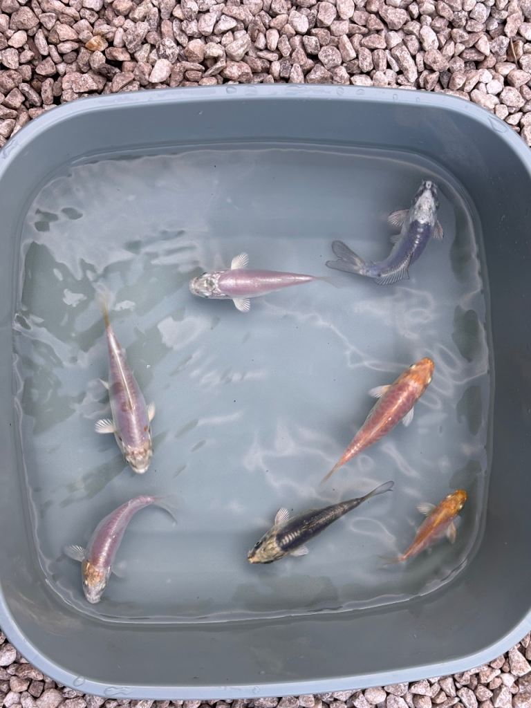 4-6 inch koi for sale - Pics updated 21/7