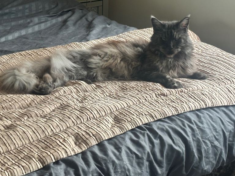 Beautiful Maine Coon Looking for a Loving Forever Home