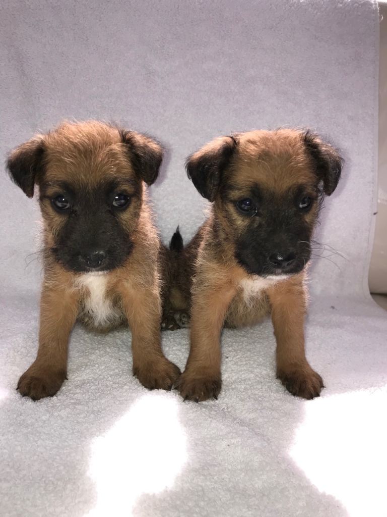 Lakeland terrier puppies 