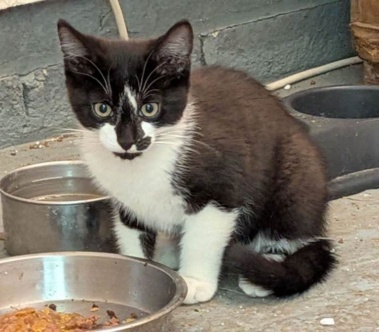Sweet Kitten, looking for his loving home