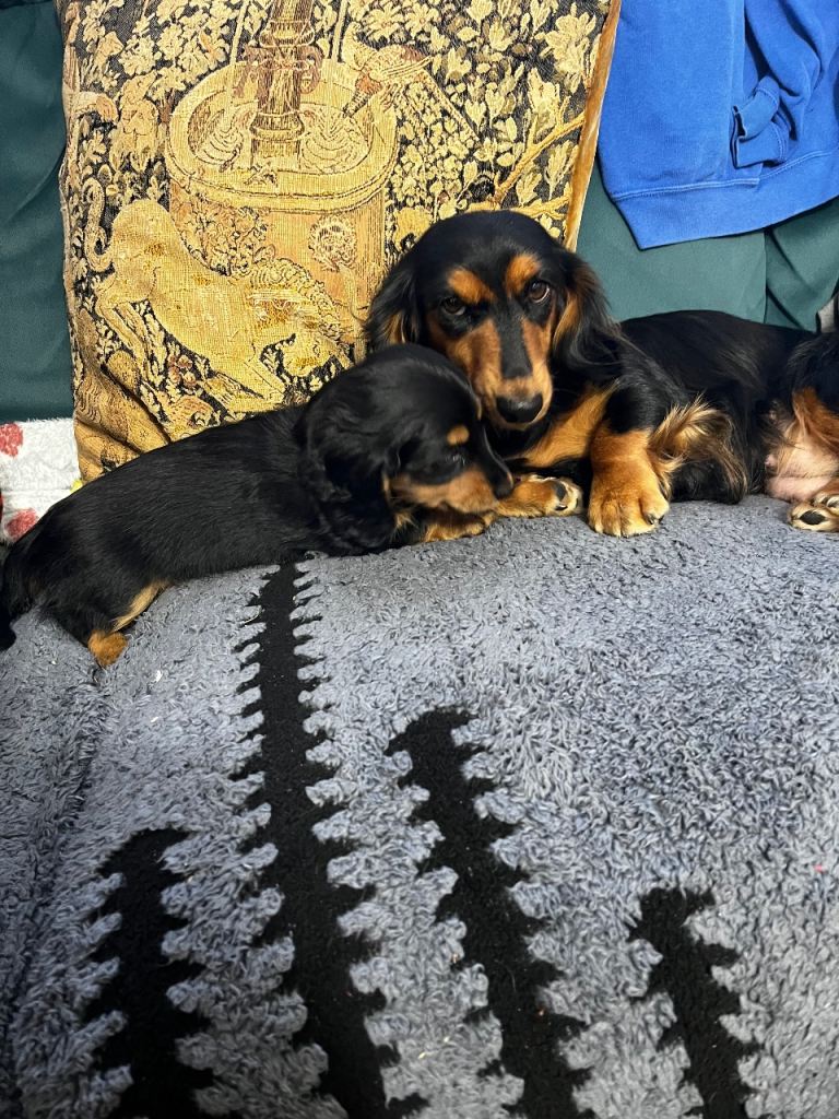 Mini dachshund girl long haired 