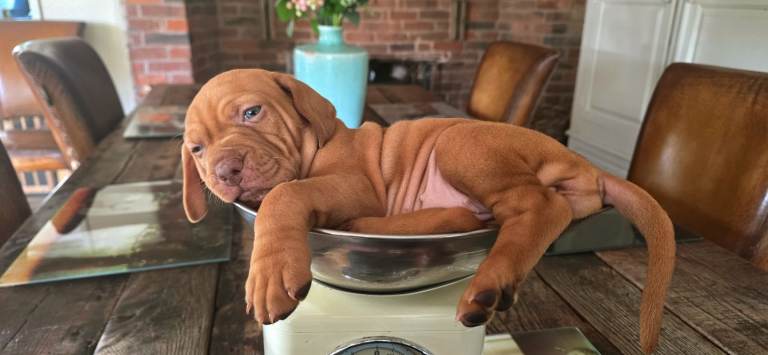 Stunning KC Registered Hungarian Vizslas