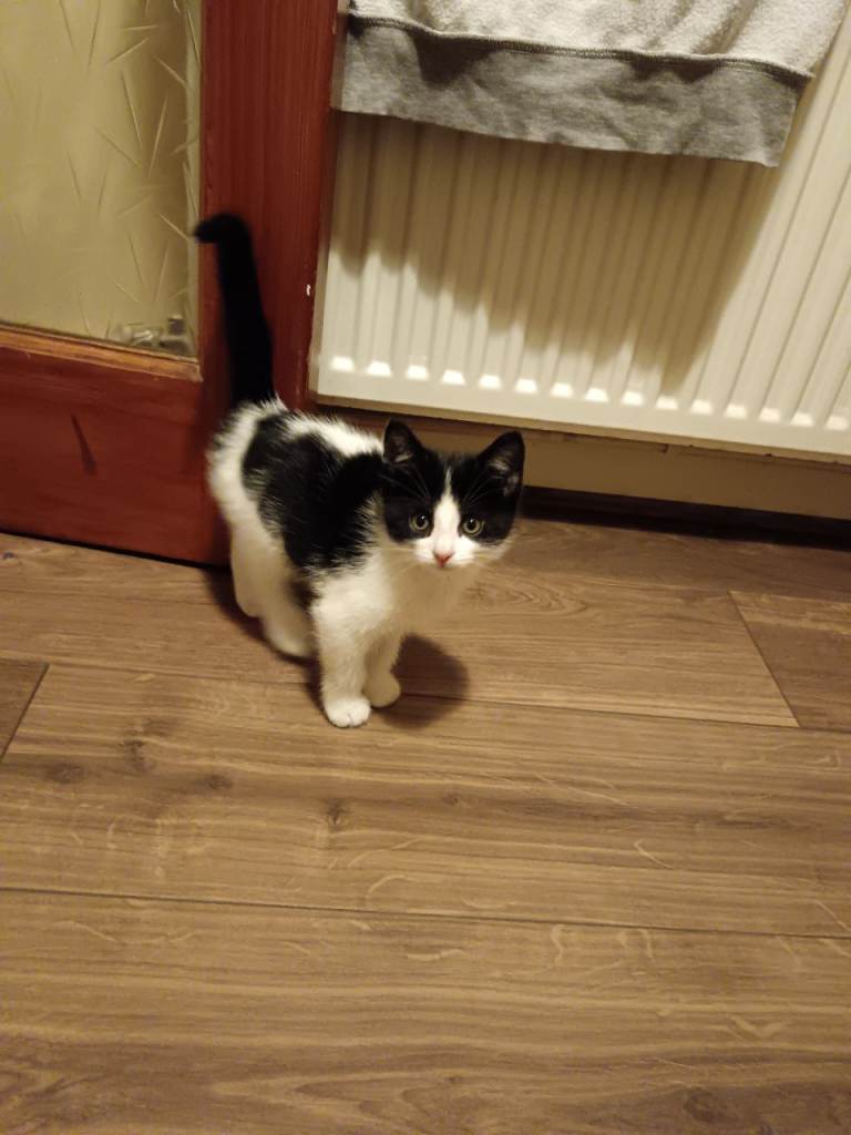 Male kitten ready now 