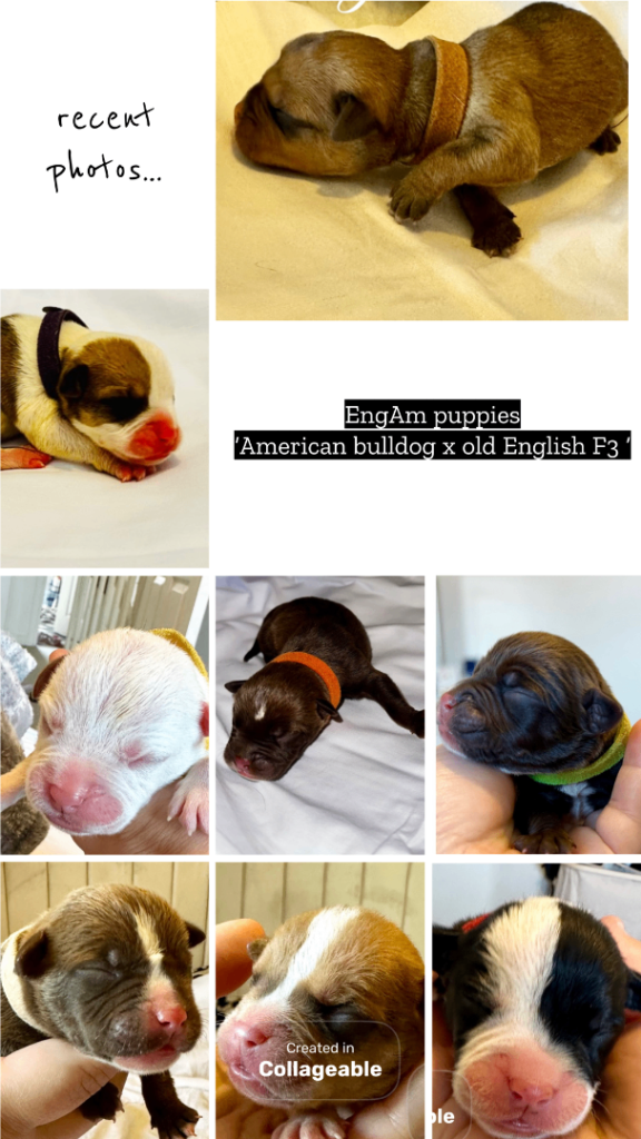 Old English bulldog F3  x American bulldog puppies 