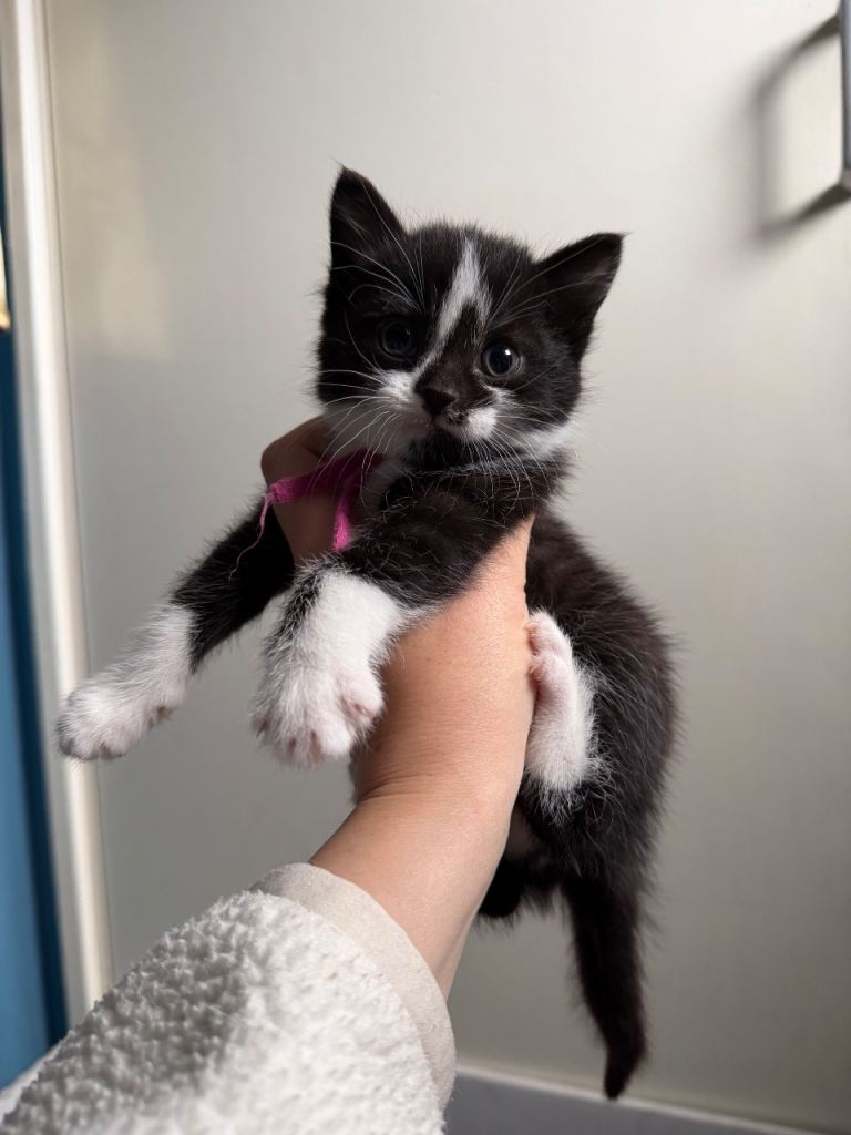 Beautiful fluffy kittens ready in JUNE 